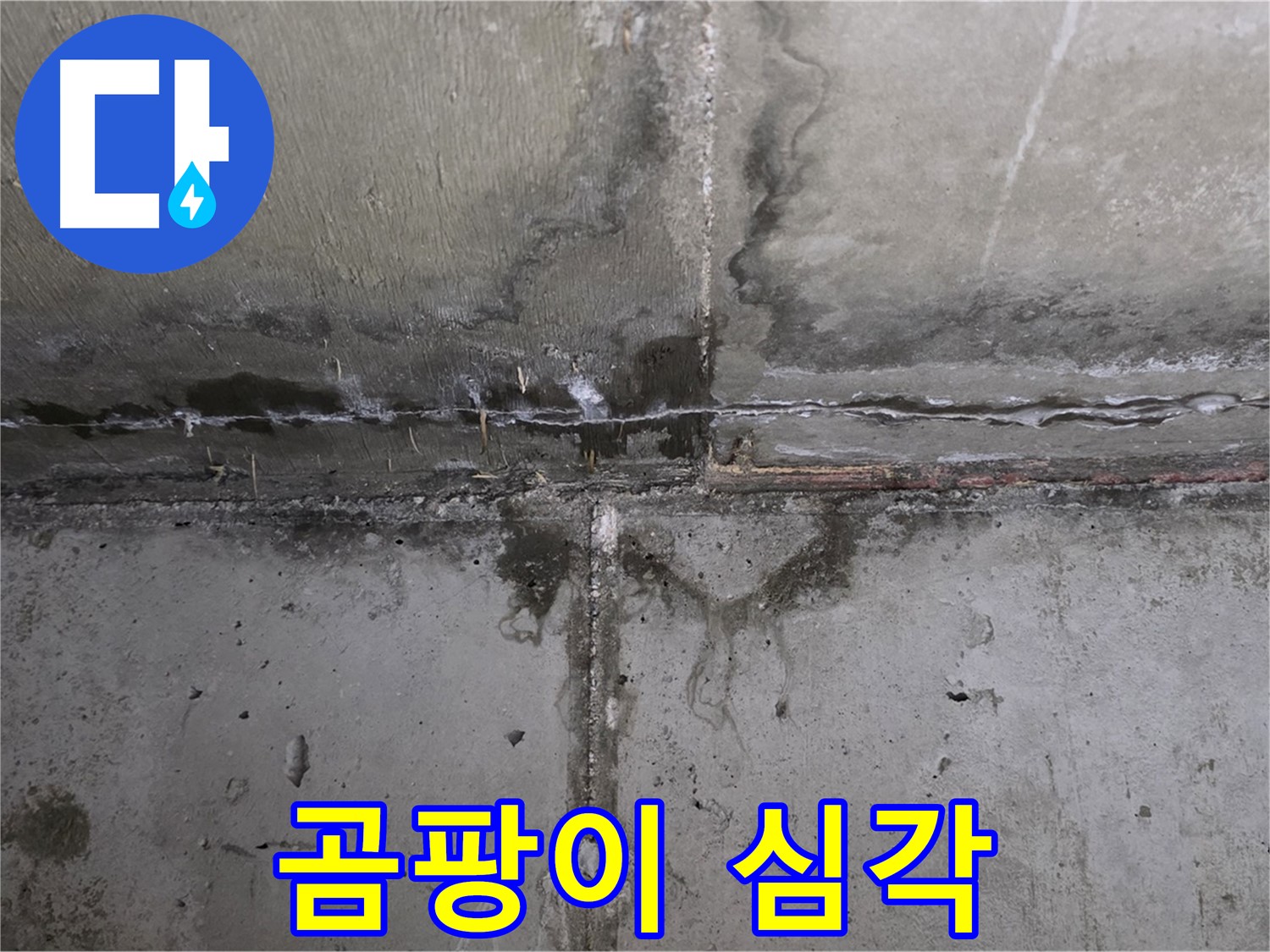 남양주 오남읍 아파트 누수 현장 - 심각한 곰팡이 발생