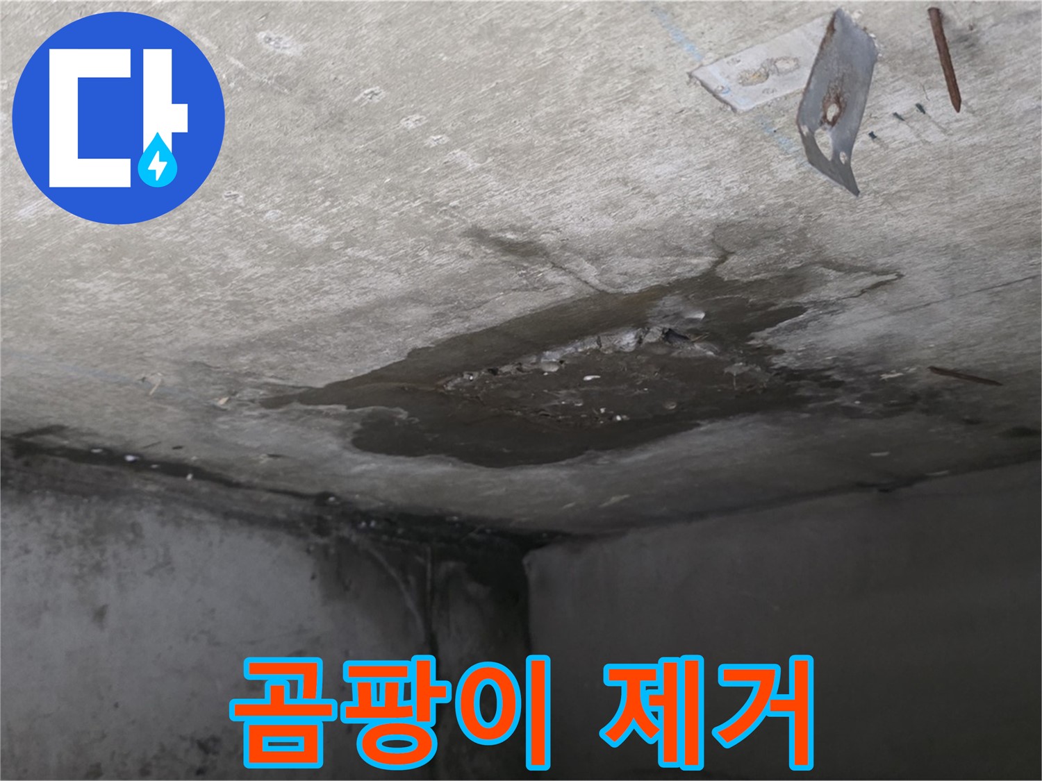 심하게 번식한 아래층 화장실 곰팡이 - 남양주 오남 아파트 누수 후 곰팡이 제거 필요