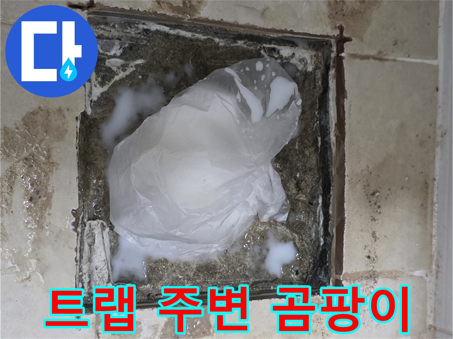 고양시 덕양구 욕실 바닥 누수 - 배수 트랩 주변 곰팡이 제거 작업
