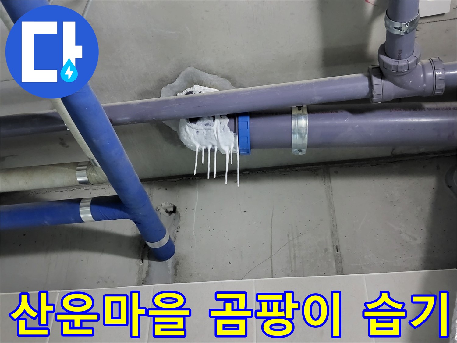 분당 산운마을 하수 누수 - 곰팡이와 습기