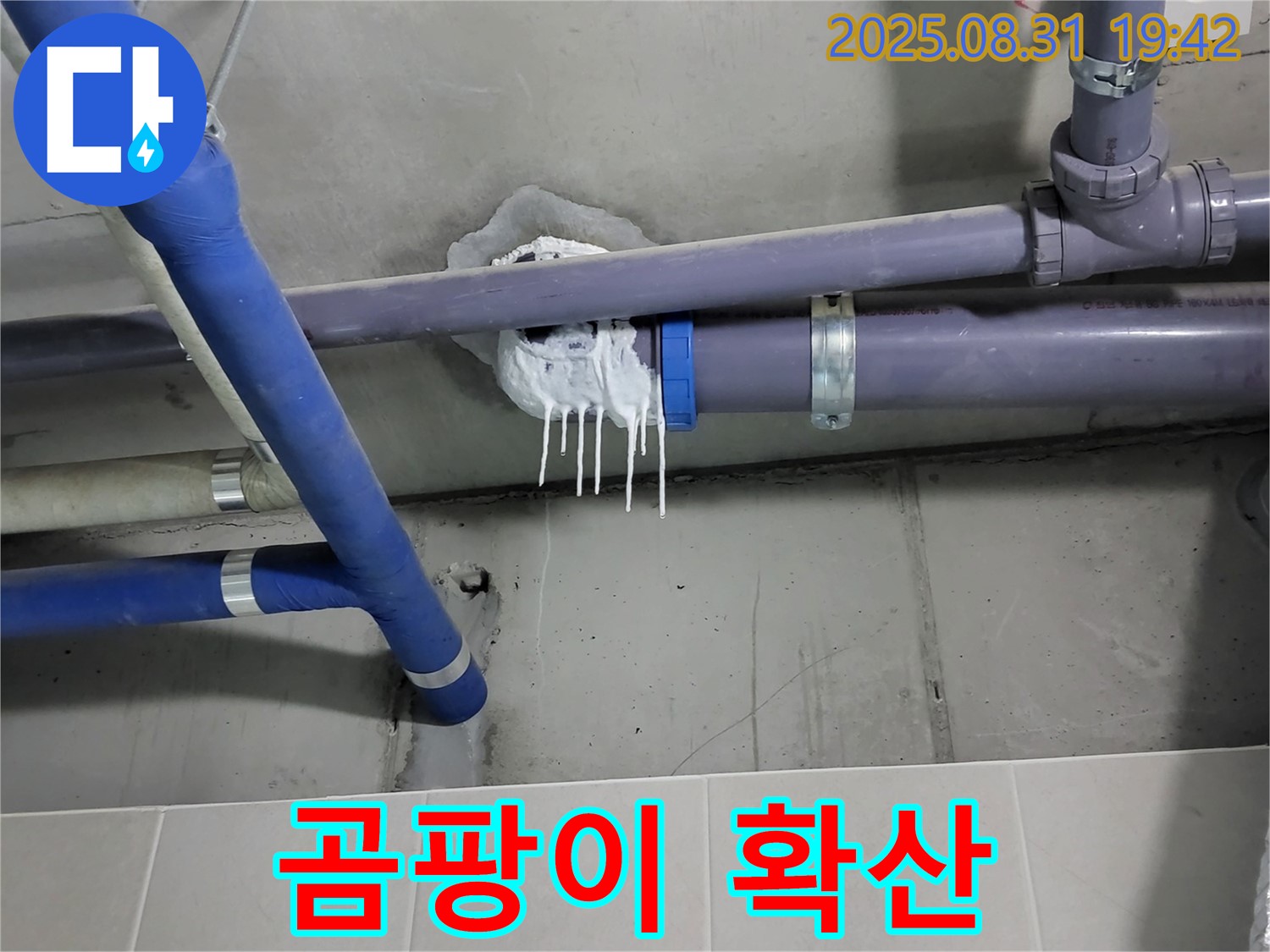 성남 분당 운중동 산운로 주택 욕실 누수 - 핀 시공 주변 백시멘트 곰팡이 확산 확인