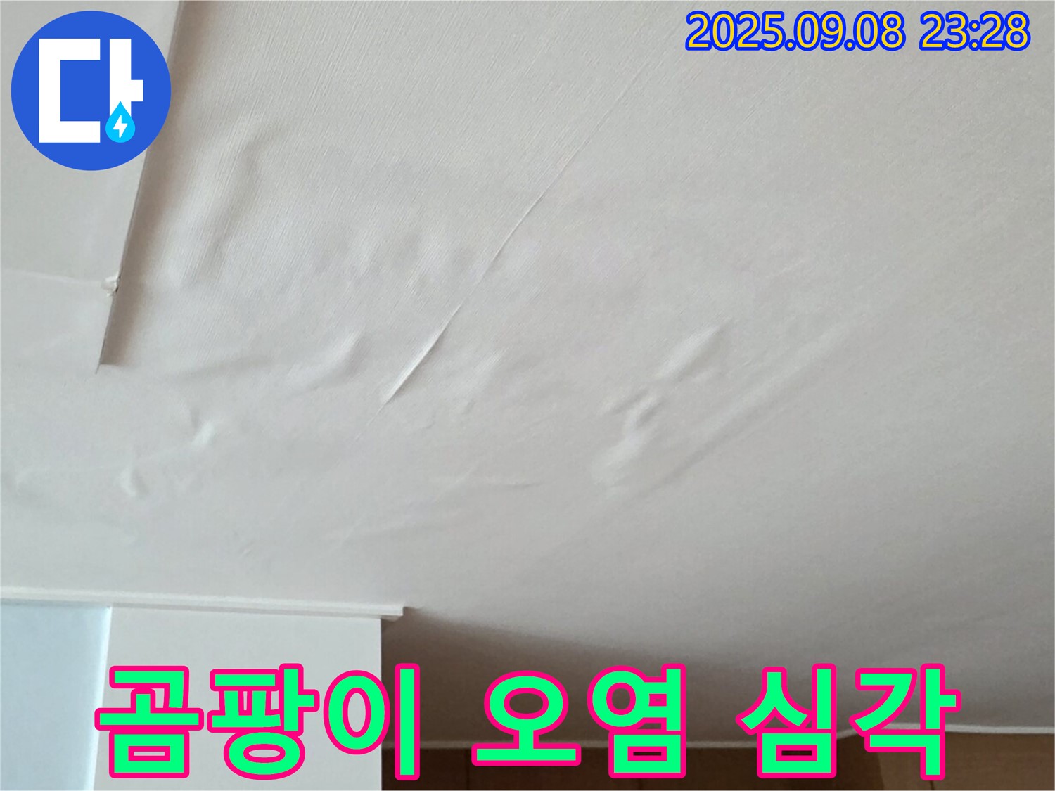 포천 일동 아파트 누수 - 젖은 천장, 벽지 전체 곰팡이 오염 심각 - 건강 위협
