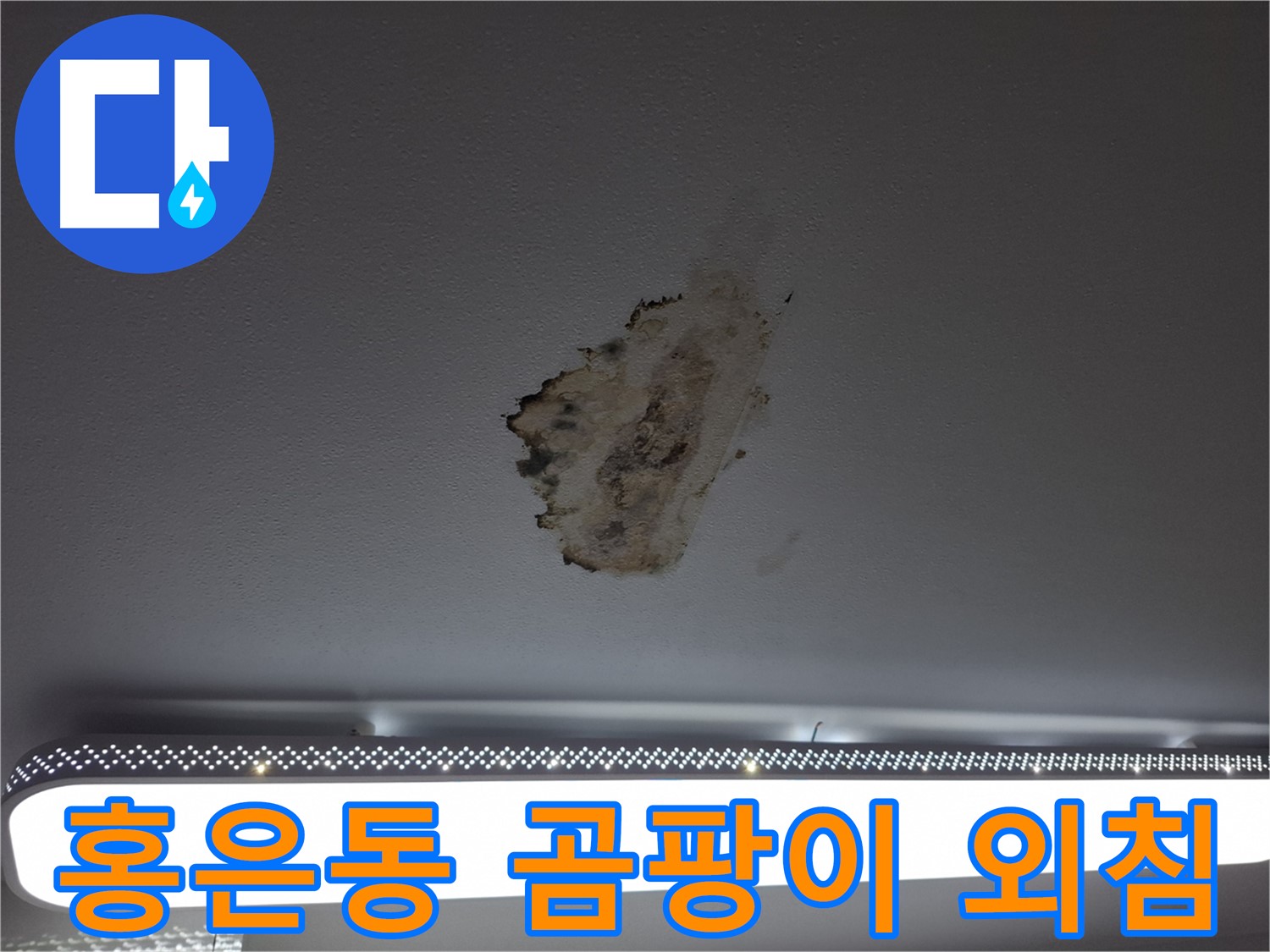 곰팡이 가득한 천장 - 절망적인 외침을 듣습니다