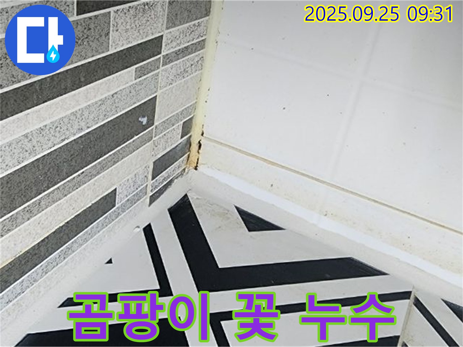 양주시 백석 오산리 - 욕실 코너에 곰팡이가 꽃처럼 피어난 모습 - 곰팡이 번식의 심각성을 보여줍니다