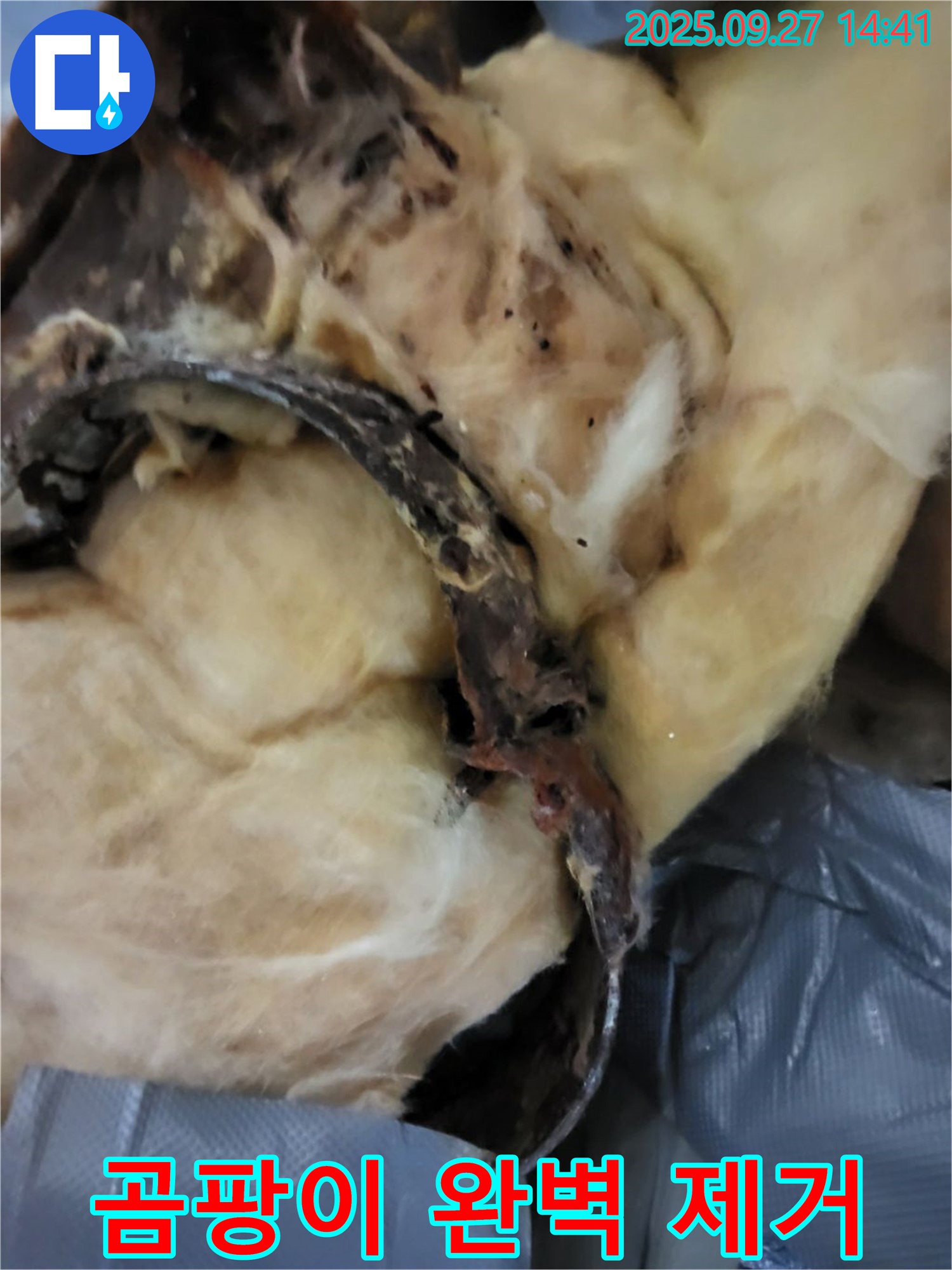 곰팡이 - 누수 탐지부터 완벽 제거까지 - 광적면 광석리 누수