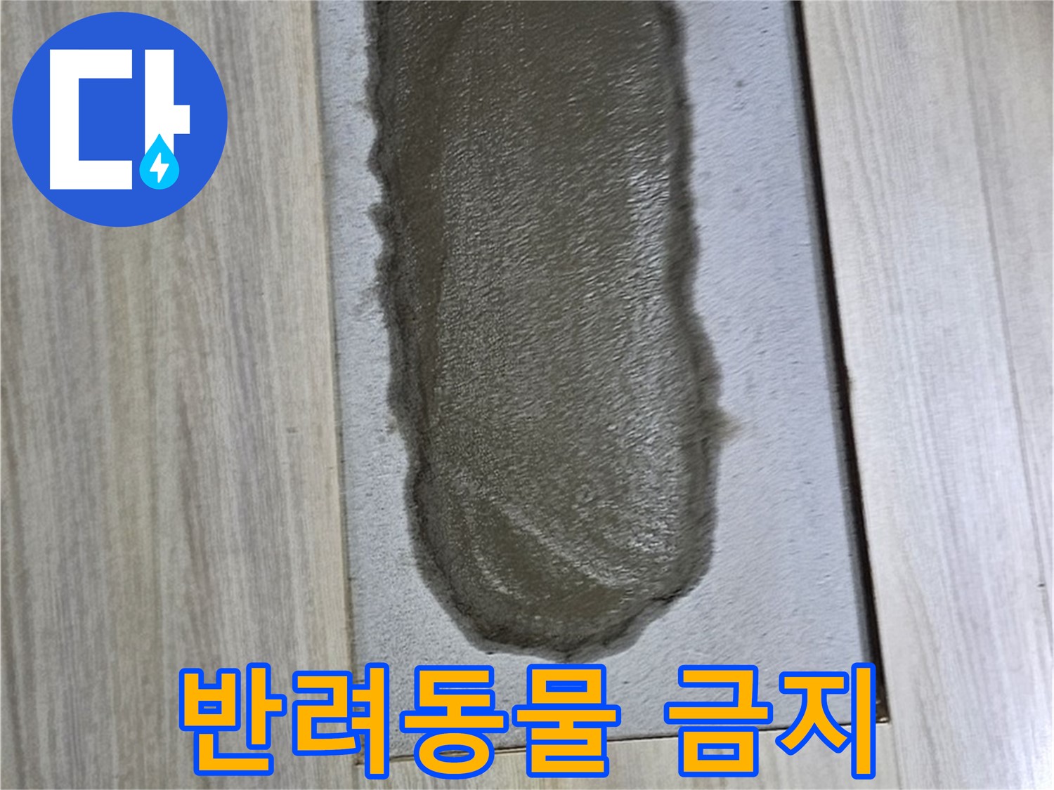 도봉구 현대시티 누수 - 시멘트, 굳기 전에 반려동물이 올라가면?