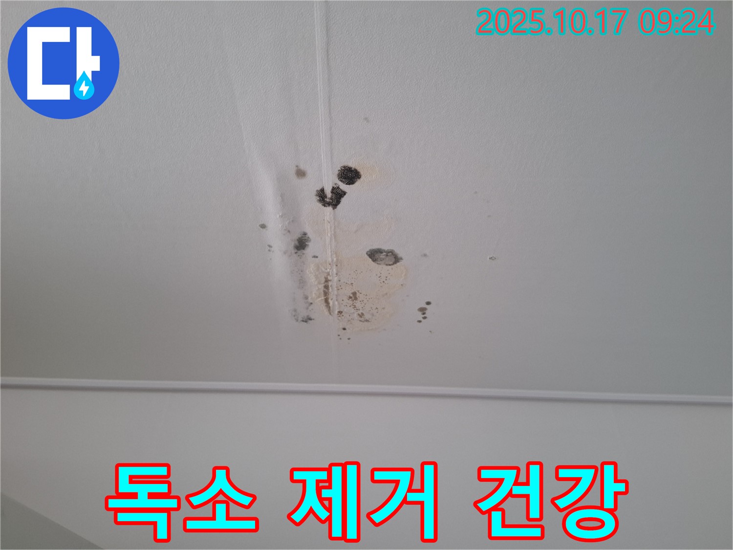 판교 봇들마을2단지 아파트 천장 누수 - 곰팡이 독소 제거, 건강하게