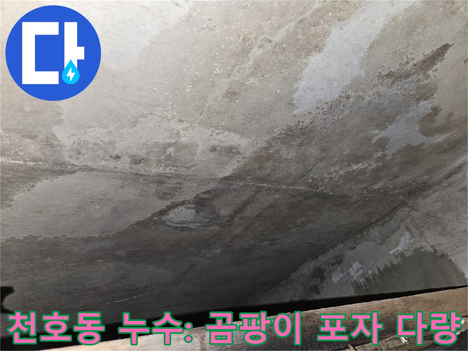 천호동 누수탐지 전문 - 콘크리트 손상 부위 곰팡이 포자 다량 확인