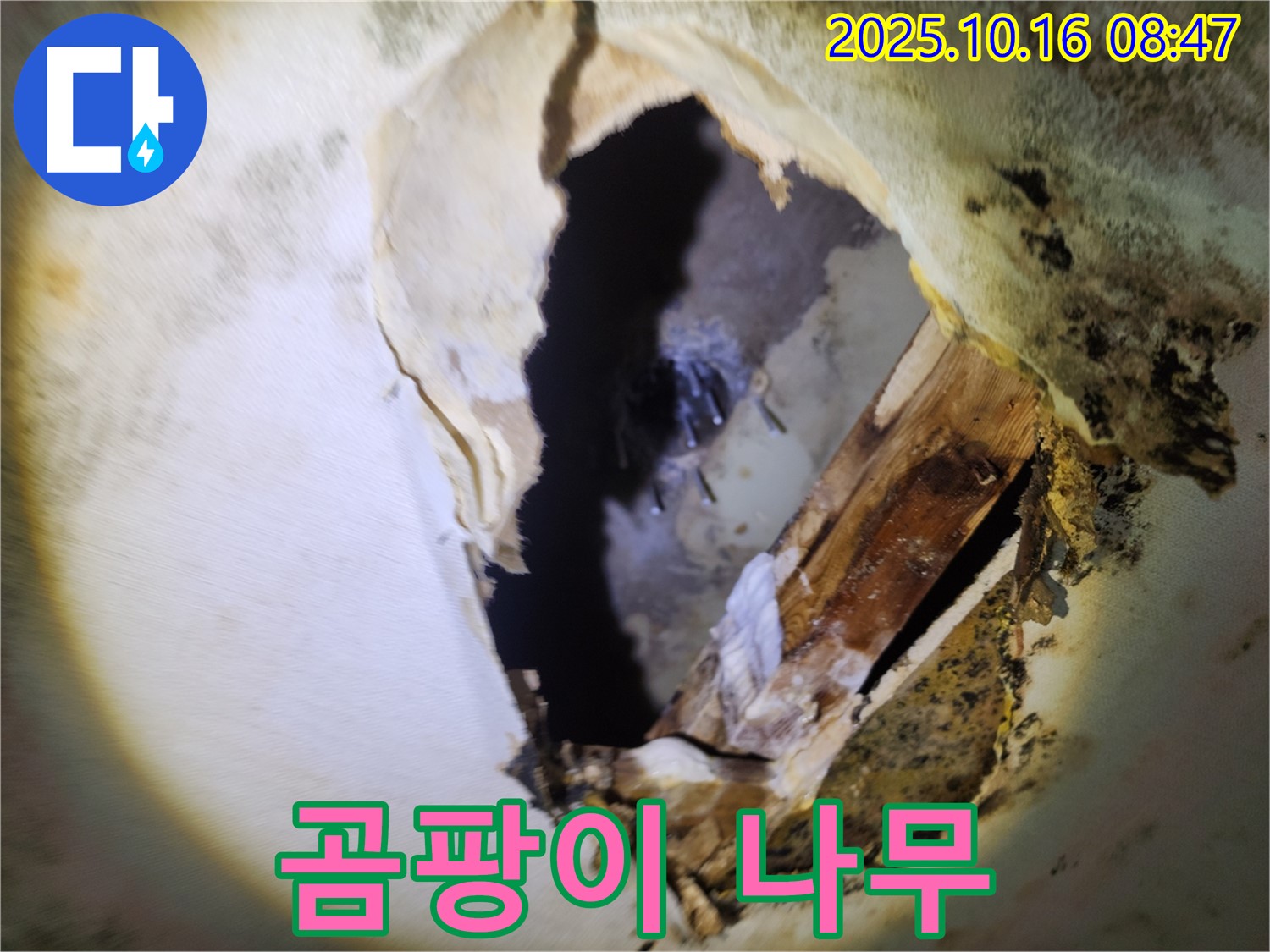 양주 남면 경신리 누수 - 천장 속 곰팡이와 부식된 나무 - 건물 안전에 비상, 긴급 진단 및 완벽 차단을 약속드립니다.