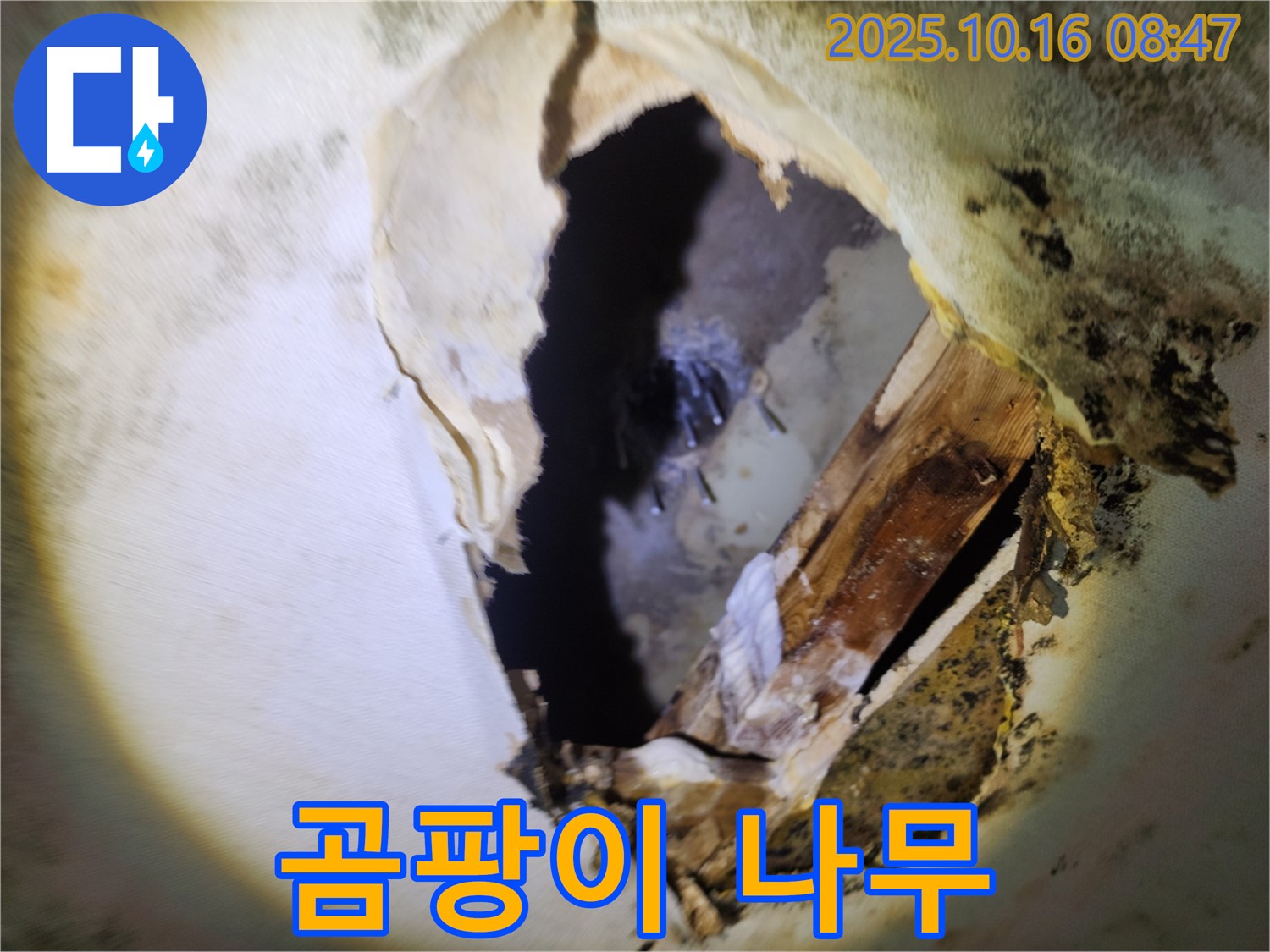 양주 남면 경신리 천장 누수 - 곰팡이와 부식된 나무 - 건물 안전에 비상, 즉시 점검 필요