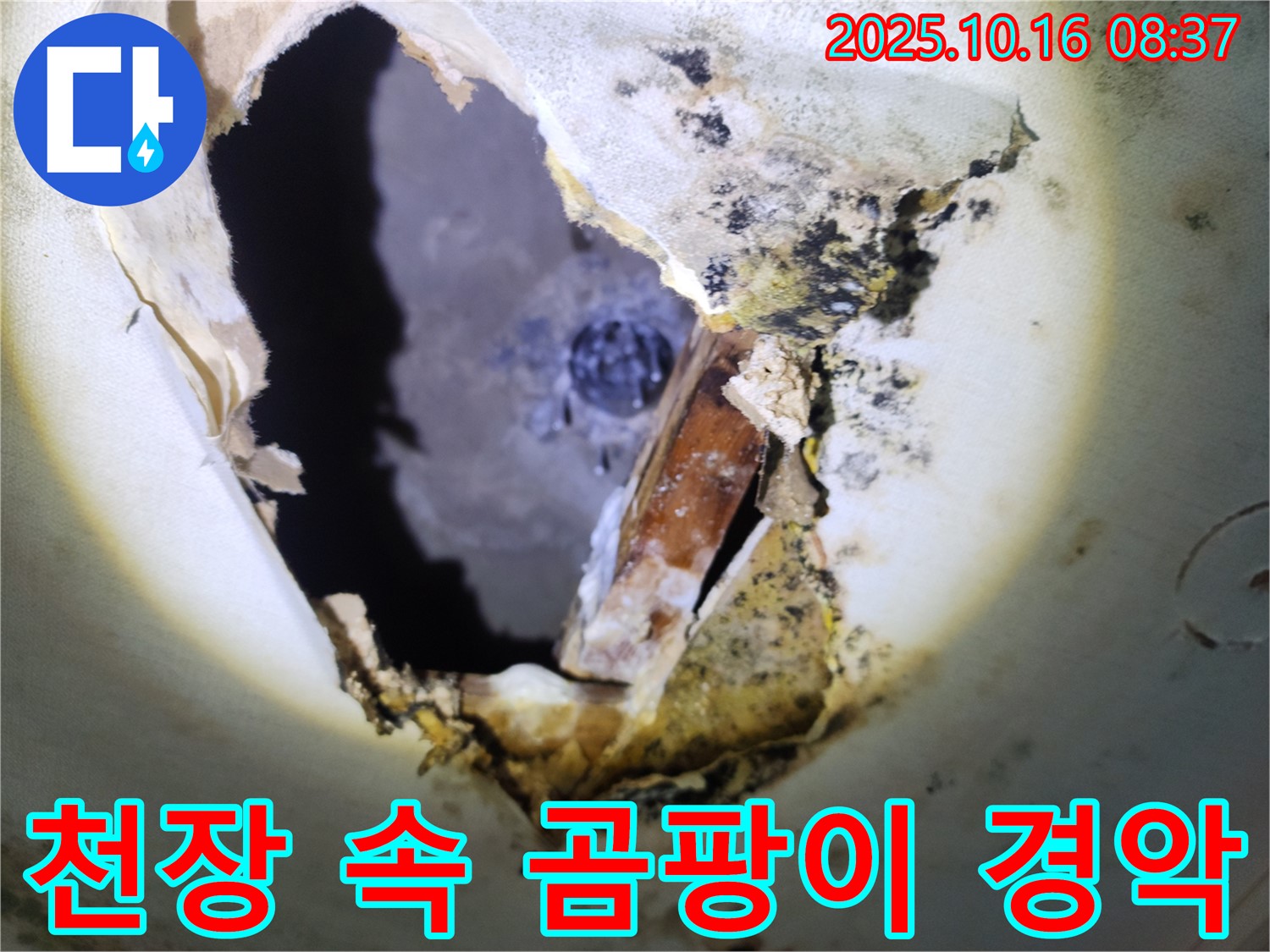 양주시 남면 경신리 주택 천장 속 - 천장 속 곰팡이 - 경악스러운 비주얼입니다.