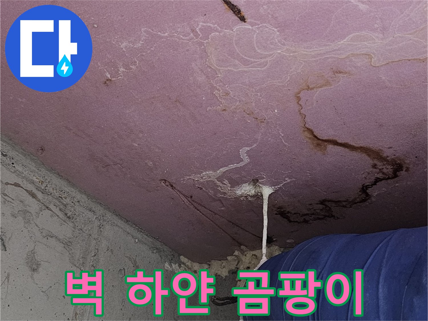 양천구 신월동 누수 - 벽 하얀 곰팡이, 건강 적신호