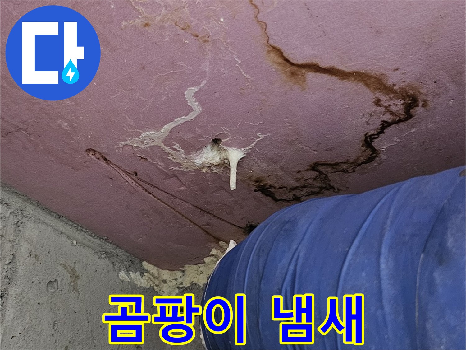 엘리시안 A동 곰팡이 냄새 - 불쾌함