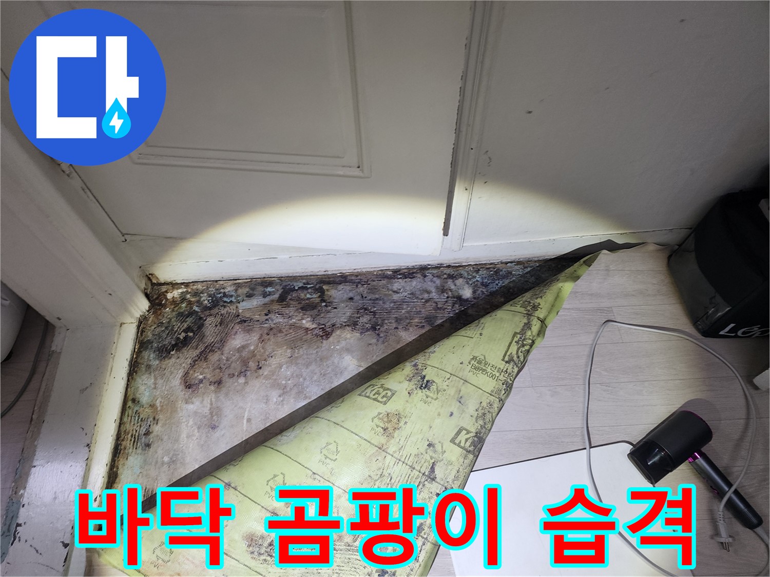 서초구 양재동 누수 - 장판 밑 심각한 곰팡이 번식