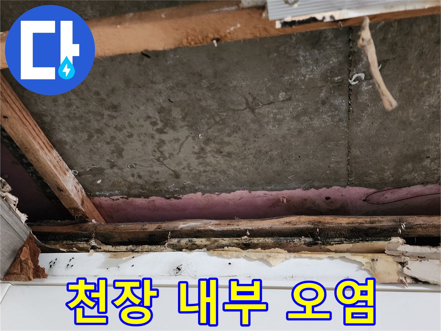부식된 천장 목재와 곰팡이가 퍼진 석고보드