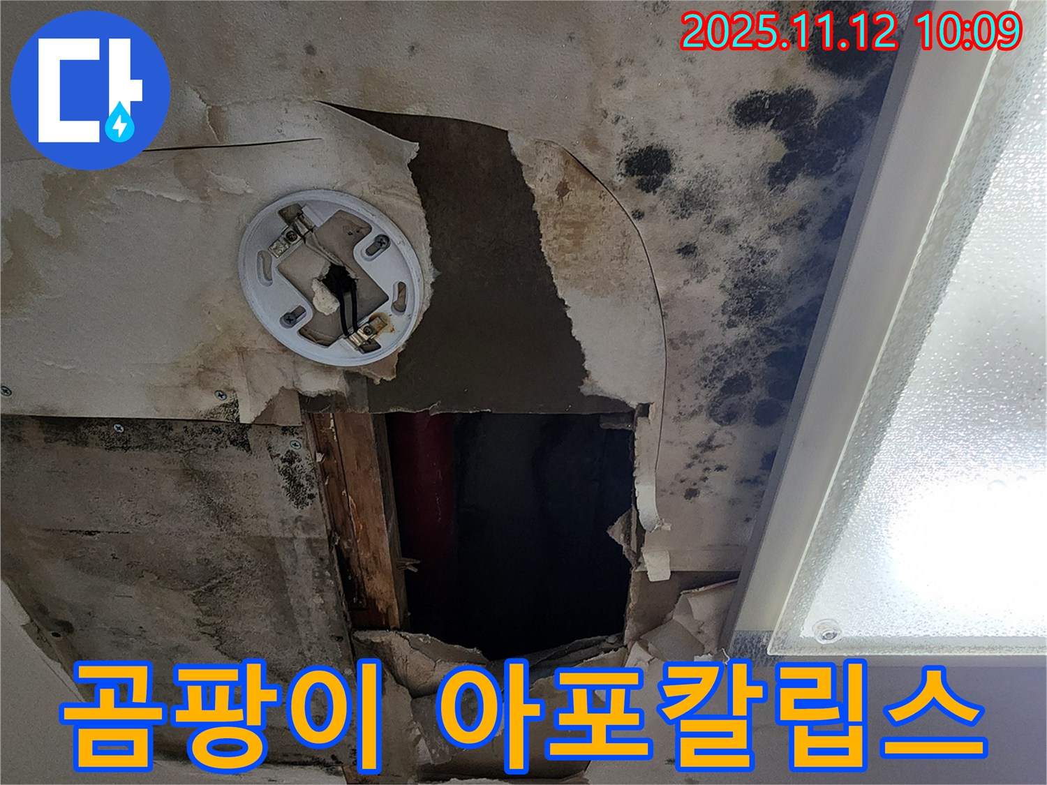 곰팡이로 뒤덮인 천장 - 곰팡이 문제의 심각성을 극명하게 보여주는 사진