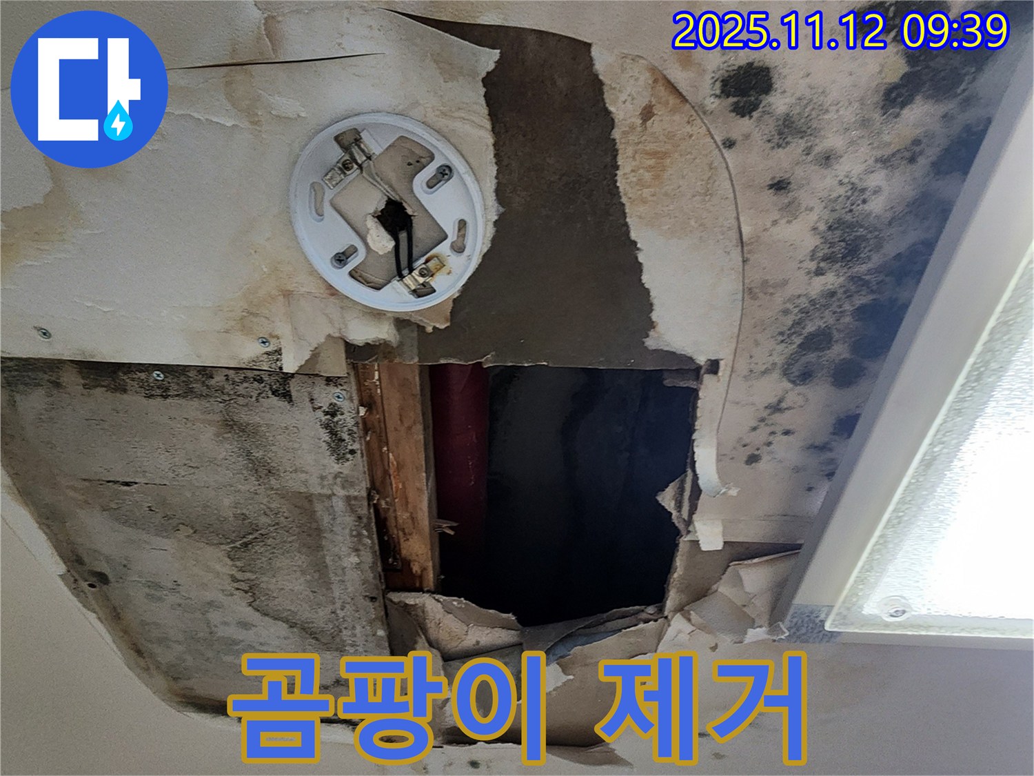 천장 곰팡이 완벽 제거 - 전문 장비를 사용한 곰팡이 제거 및 재발 방지 시공 약속, 곰팡이 박멸