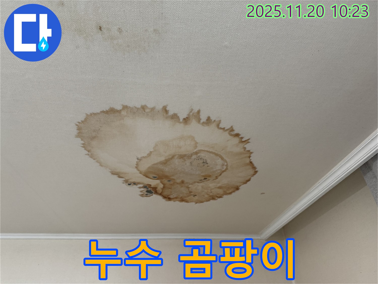 천장 누수 곰팡이 - 건강 위협 - 쾌적한 환경 조성 - 전문 제거 필요