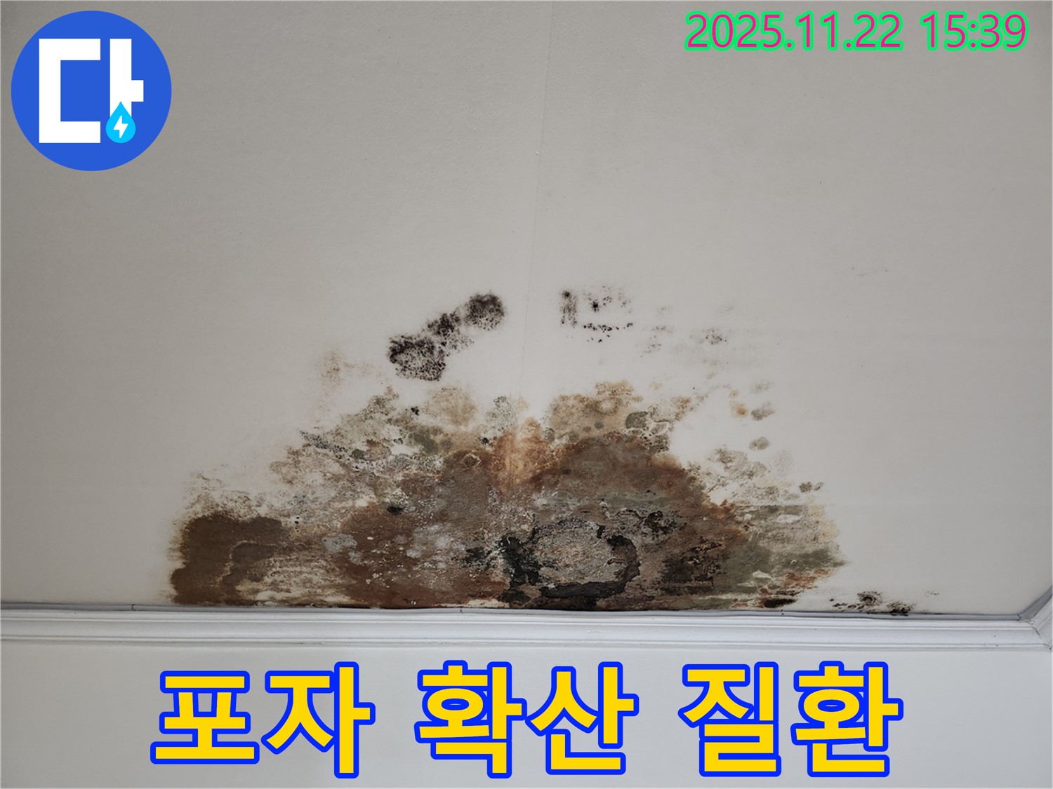 마포구 용강동 아파트 - 곰팡이 천장, 곰팡이 포자 확산으로 호흡기 질환 유발