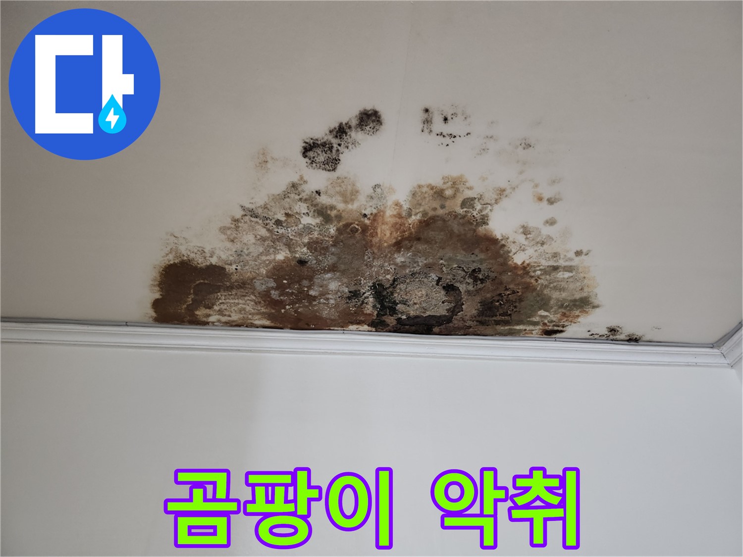 마포구 용강동 현대홈타운 천장 누수 - 곰팡이 악취