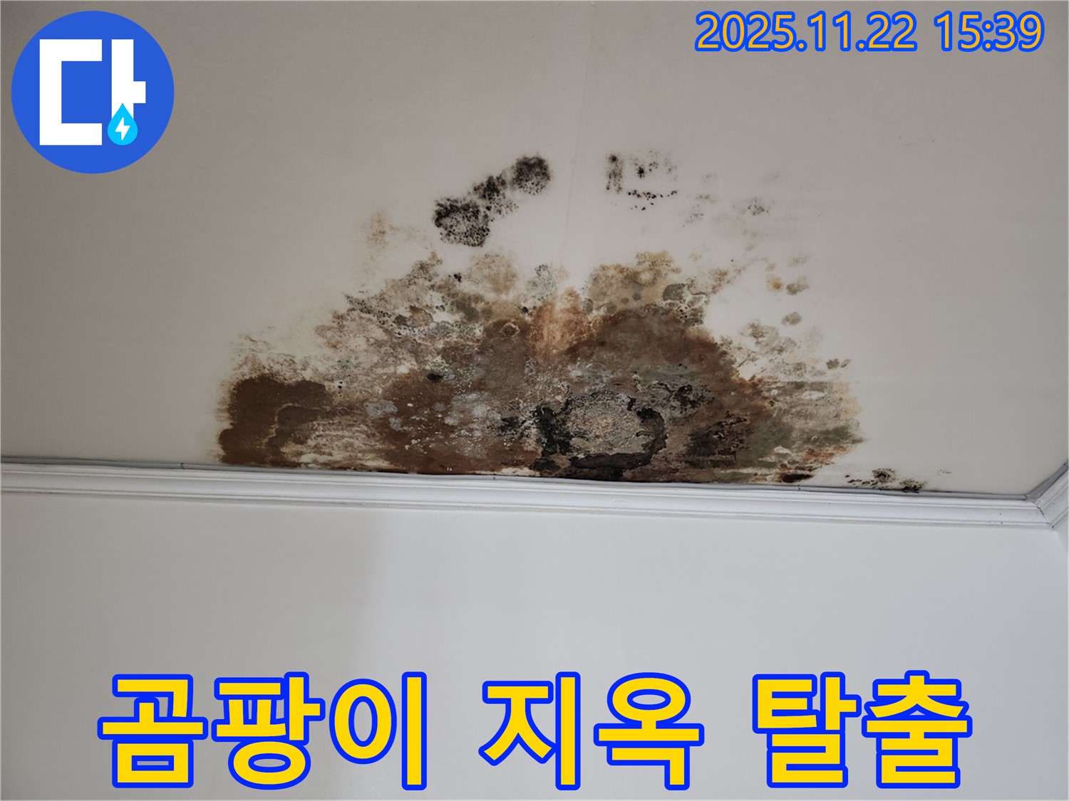 천장 누수, 곰팡이 지옥 탈출 - 마포구 용강동 새창로8길 해결사