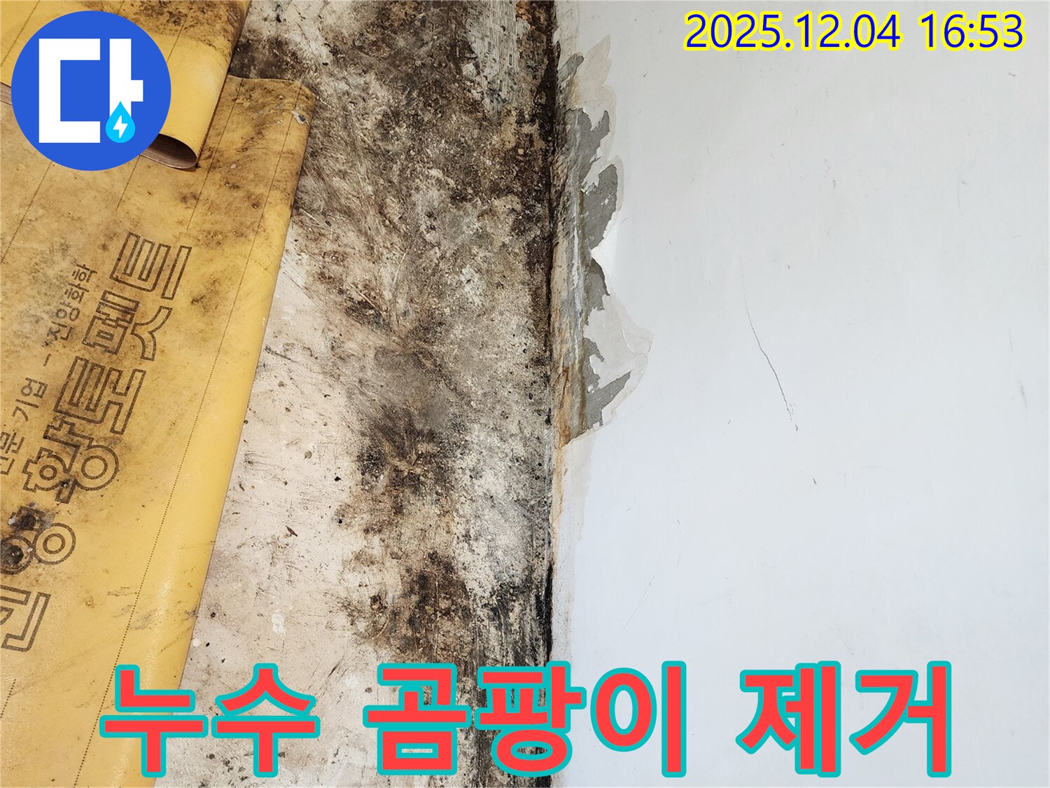 누수와 곰팡이 제거 - 정직한 견적 제공
