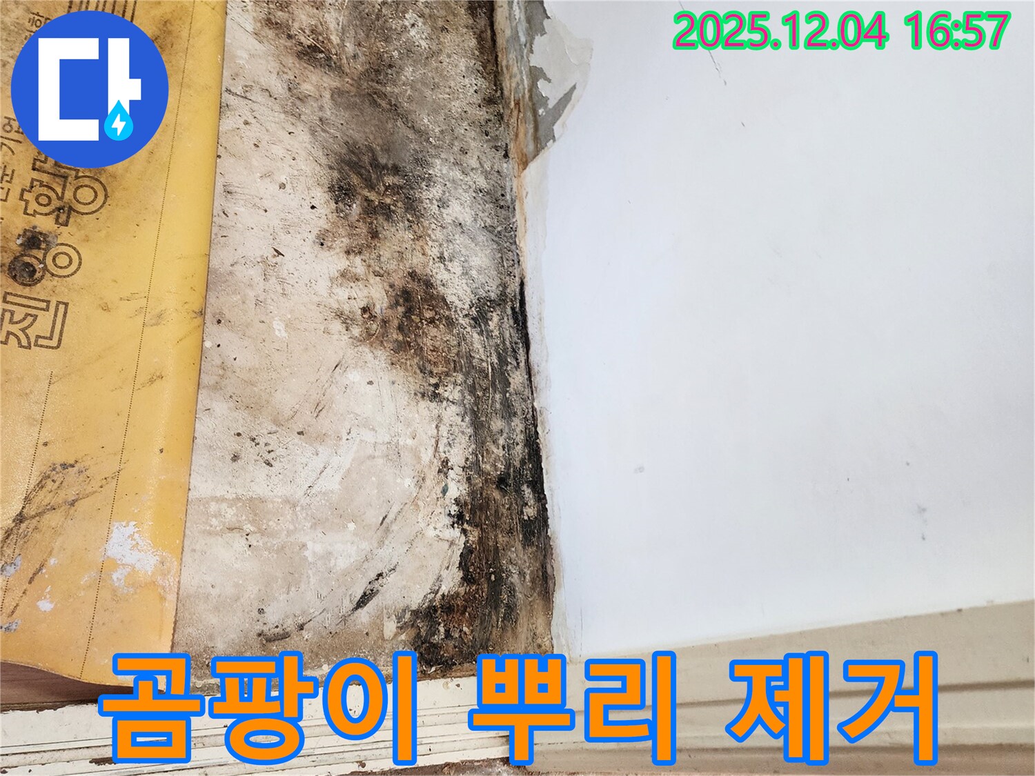 일동면 화대리 누수 - 곰팡이 뿌리까지 제거 작업