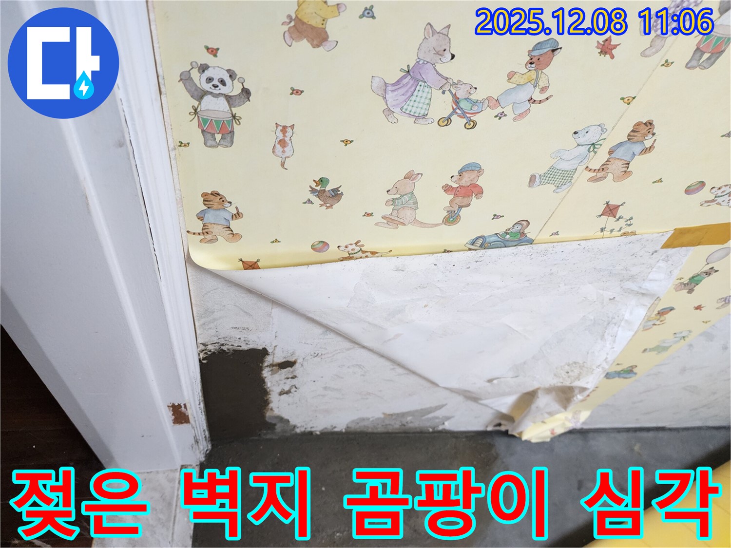 포천 영중면 누수 현장 - 젖은 벽지와 심각한 곰팡이 발생