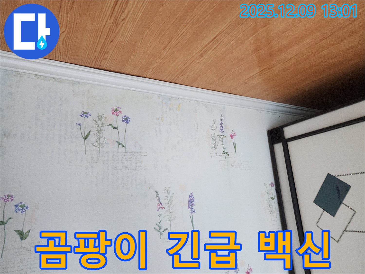 영중면 성동리 누수 현장 - 곰팡이 판데믹 직전 긴급 백신 투여