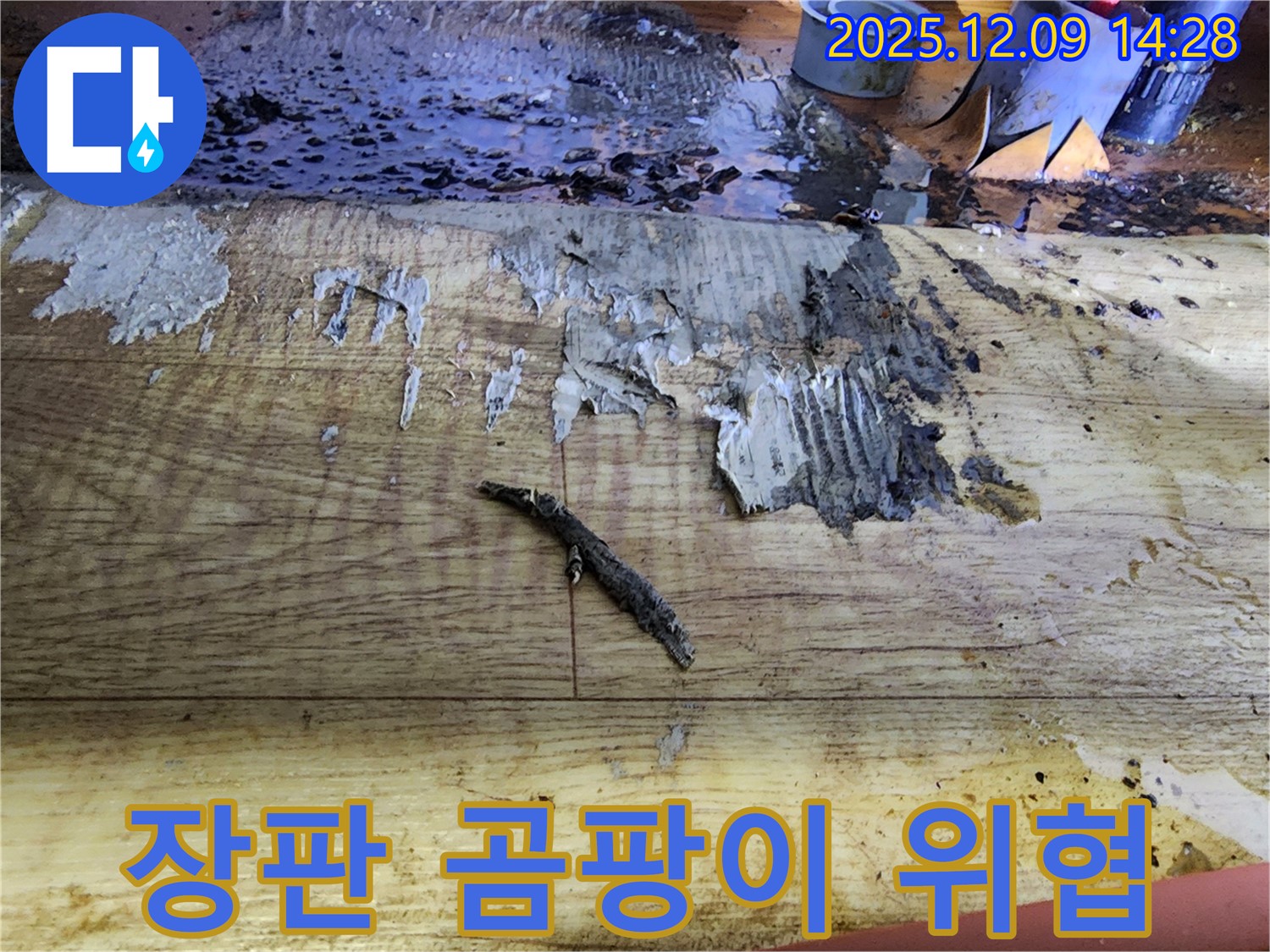 포천 영중면 금주리 누수 - 젖은 장판과 곰팡이, 건강 위협