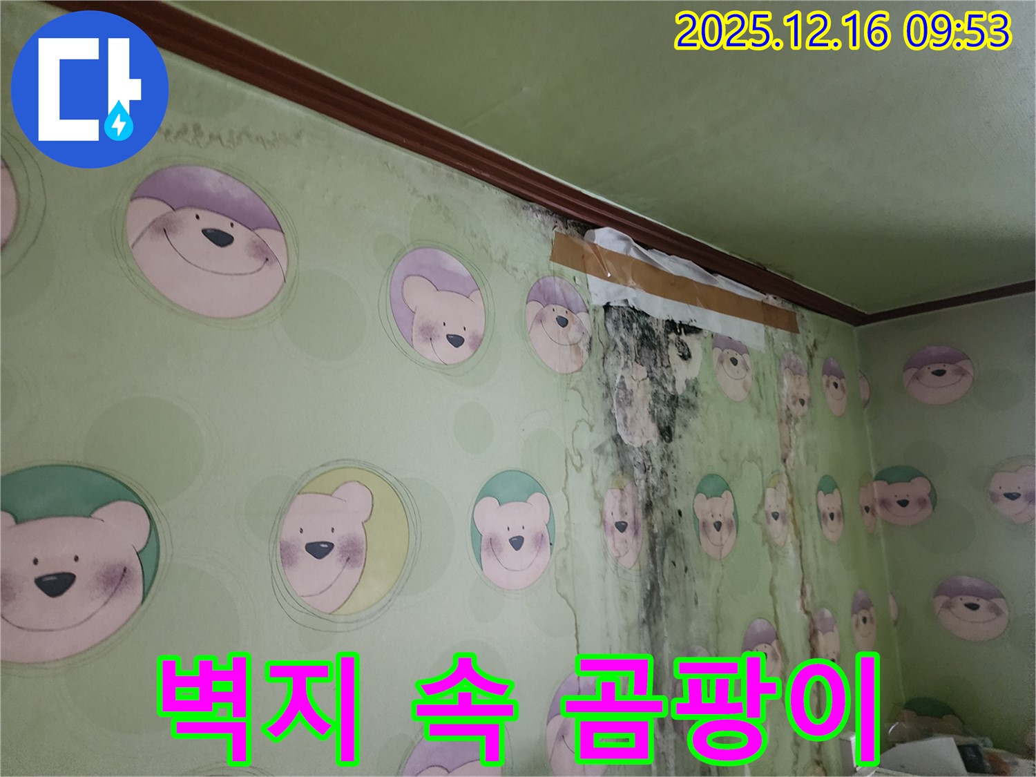 벽지 속에 숨어 있는 곰팡이가 벽지를 뚫고 나온 모습 - 벽지 속 곰팡이까지 완벽하게 제거해야 합니다.