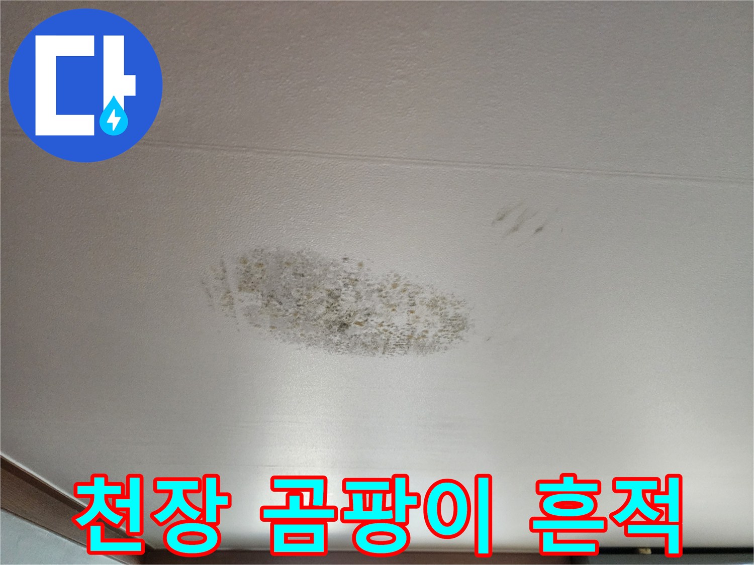 천장 벽지 곳곳에 퍼진 검은색 곰팡이와 얼룩