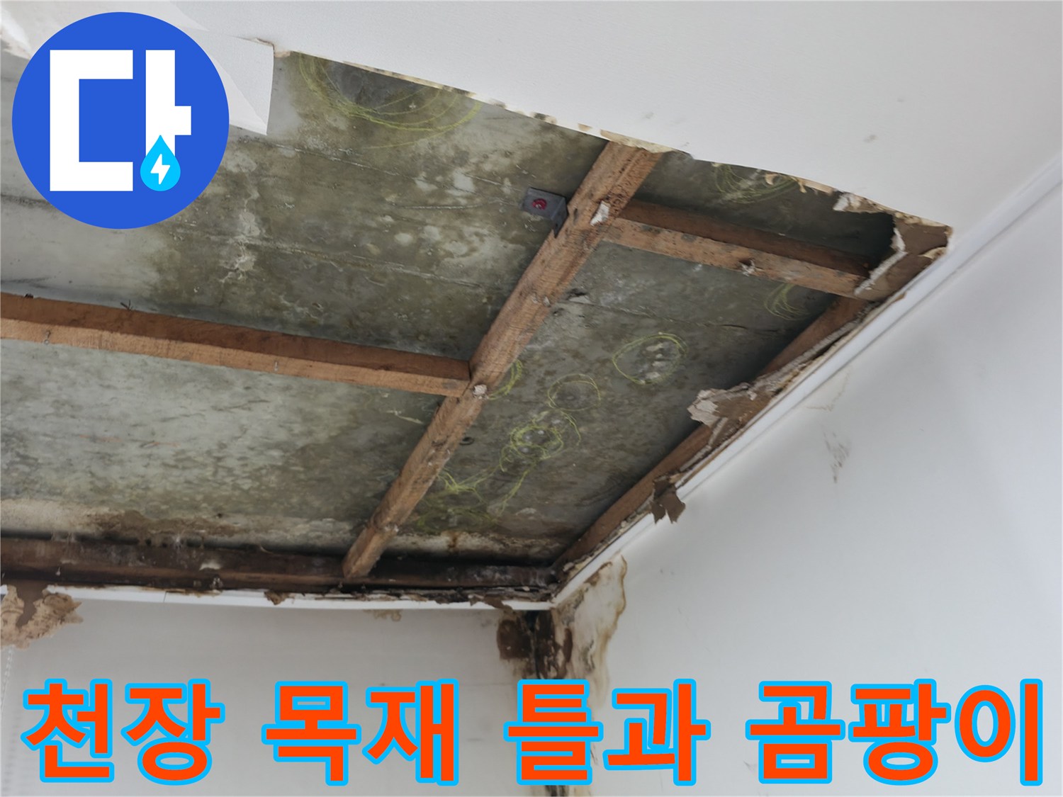 습기에 노출된 천장 내부 목재 구조물과 콘크리트 곰팡이