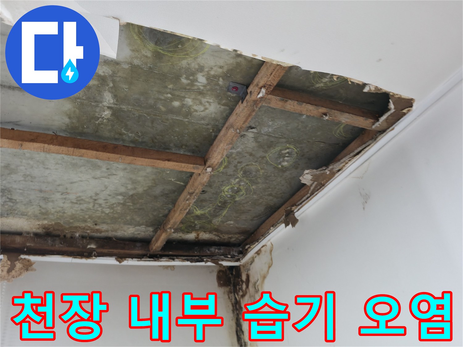 천장 슬래브와 목재 구조물에 발생한 곰팡이와 습기 흔적