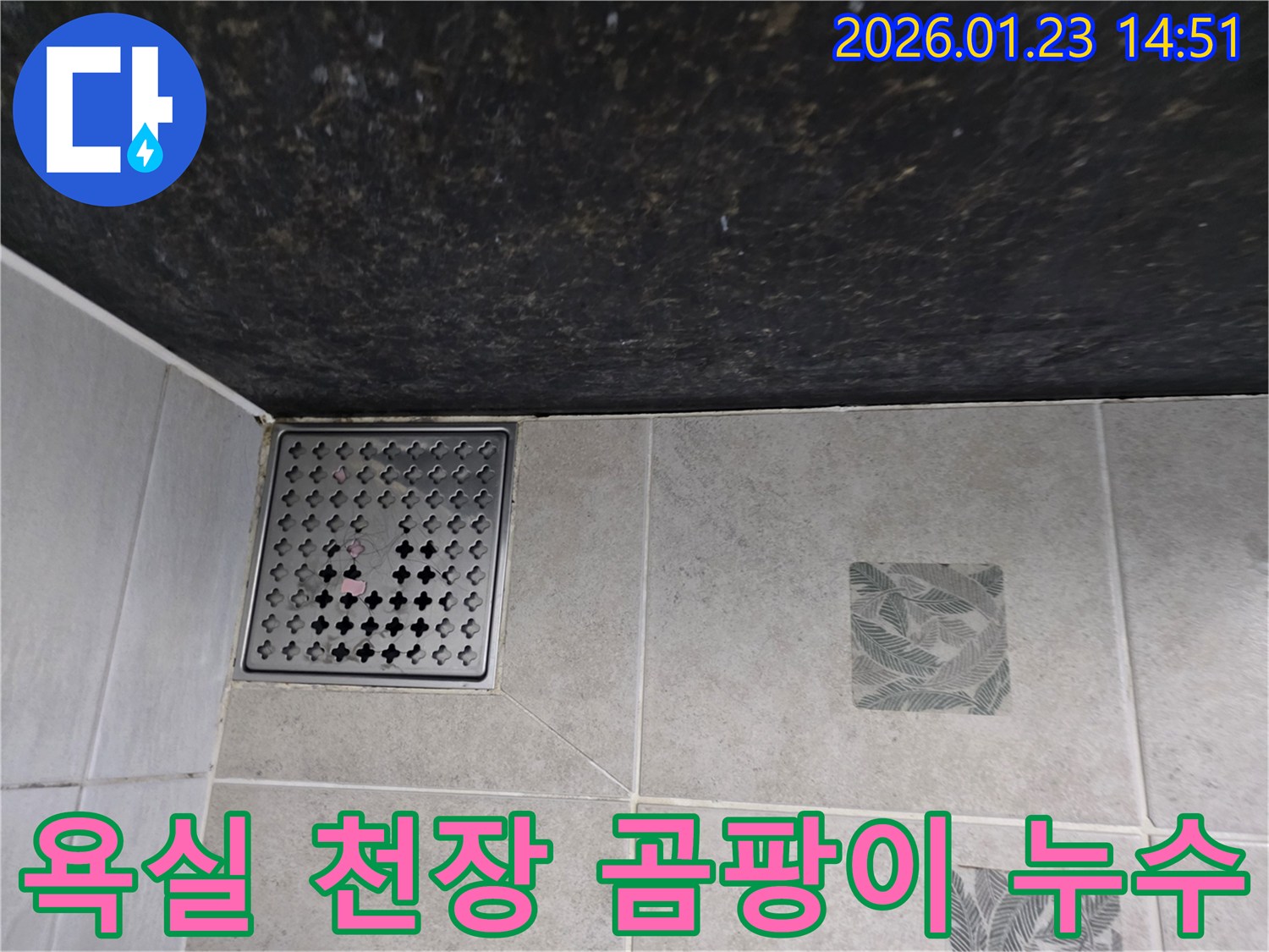 파주시 가람동 욕실 천장과 바닥 배수구 주변의 곰팡이 발생 누수 현장 사진 - 정밀 진단을 통해 누수 원인을 파악하는 과정을 보여줍니다.