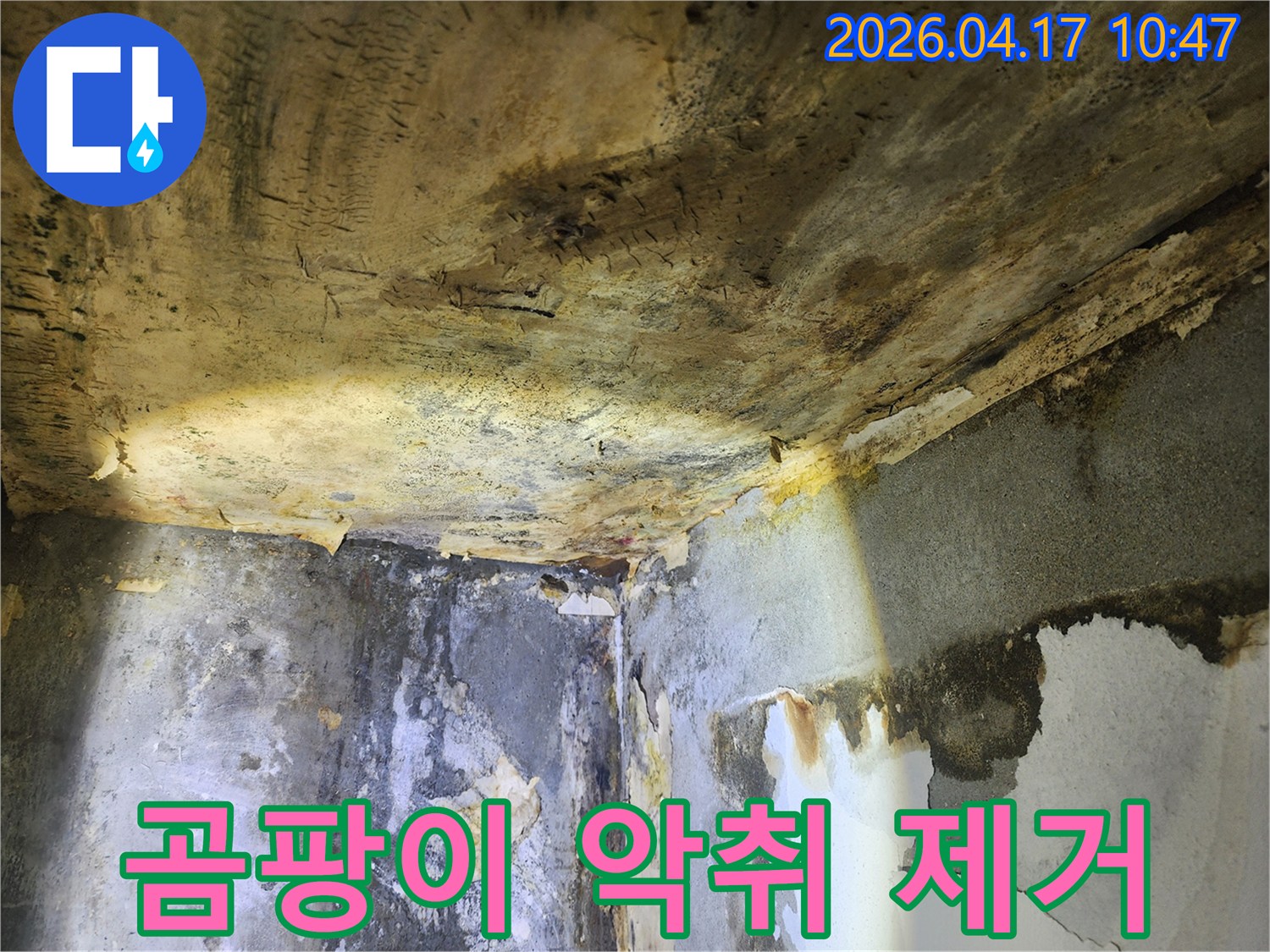 누수로 인해-천장과 벽에 발생한-심각한 곰팡이와-악취가 나는 현장 모습