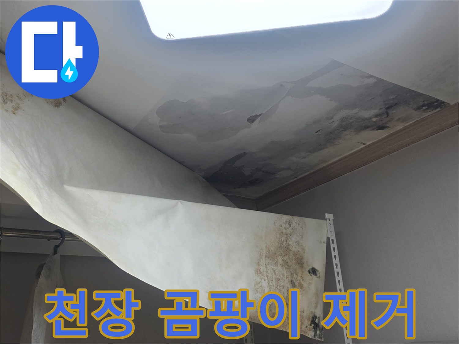 주택 천장에서 물이 새서-벽지가 젖고-심한 곰팡이가 발생한-현장을 제거 중입니다