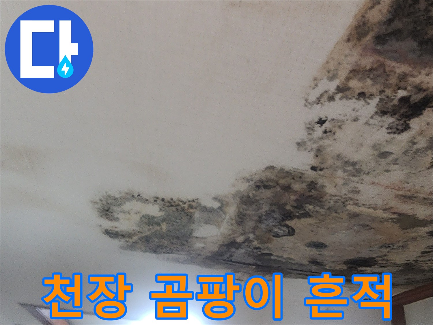 성북구 거실 천장에 발생한 심한 곰팡이와 벽지 오염 상태