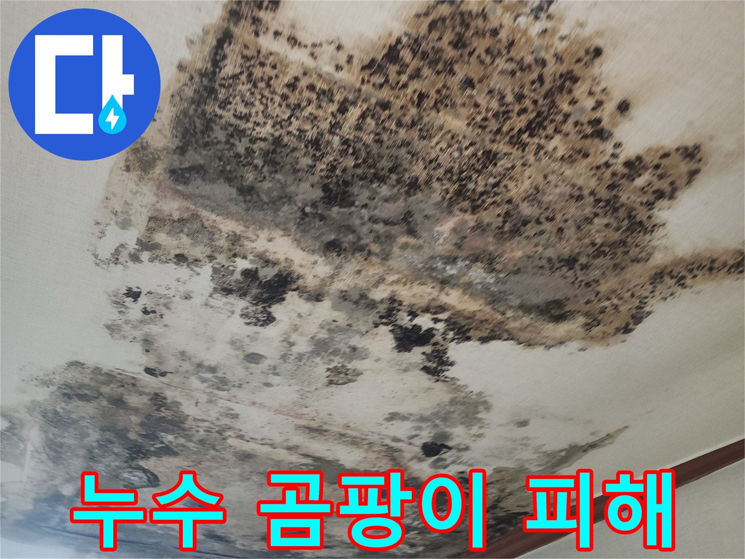 심각한 곰팡이와 물자국으로 오염된 천장 벽지