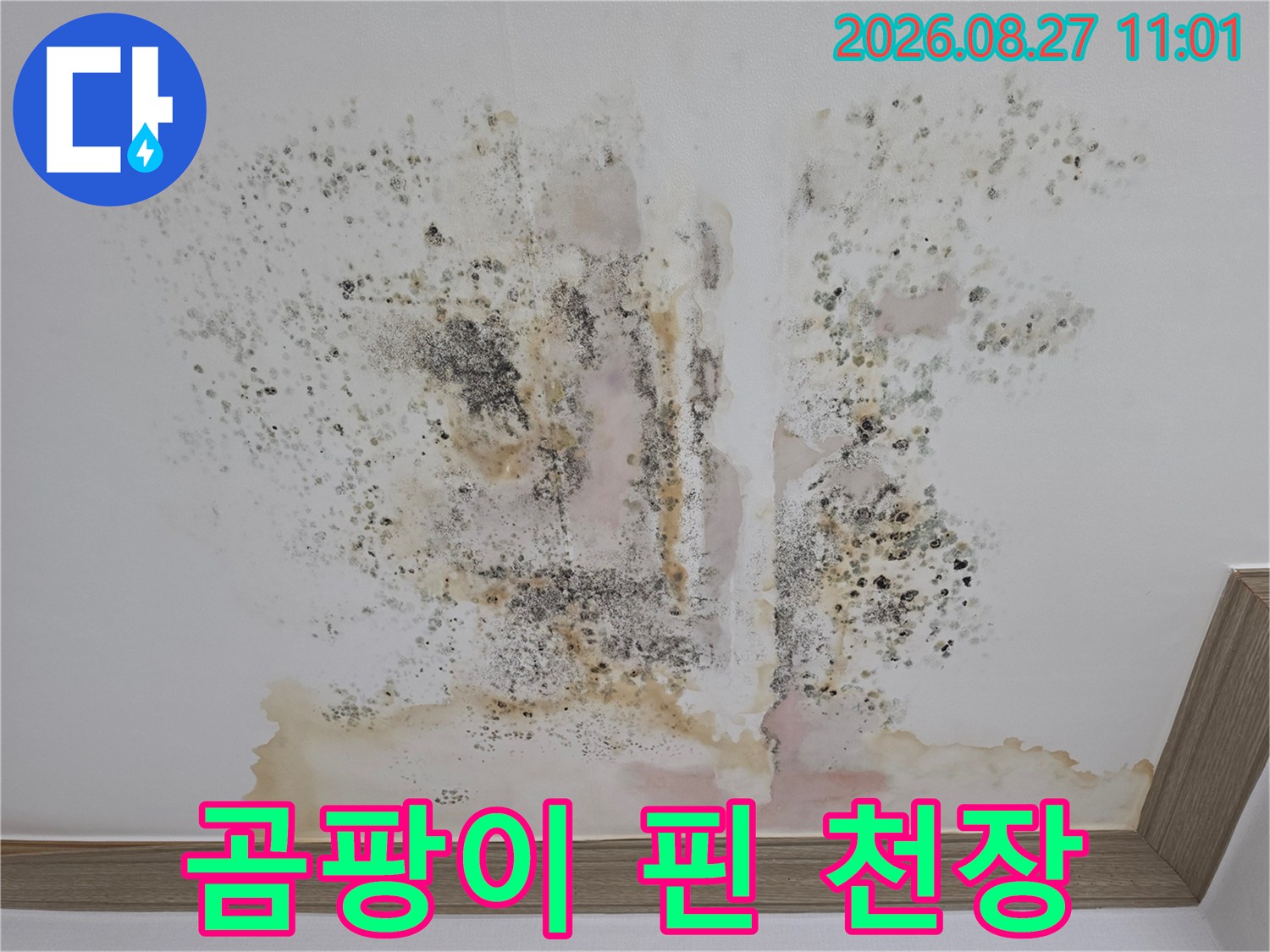 검은색 곰팡이가 넓게 분포된 아파트 천장 내부 상황