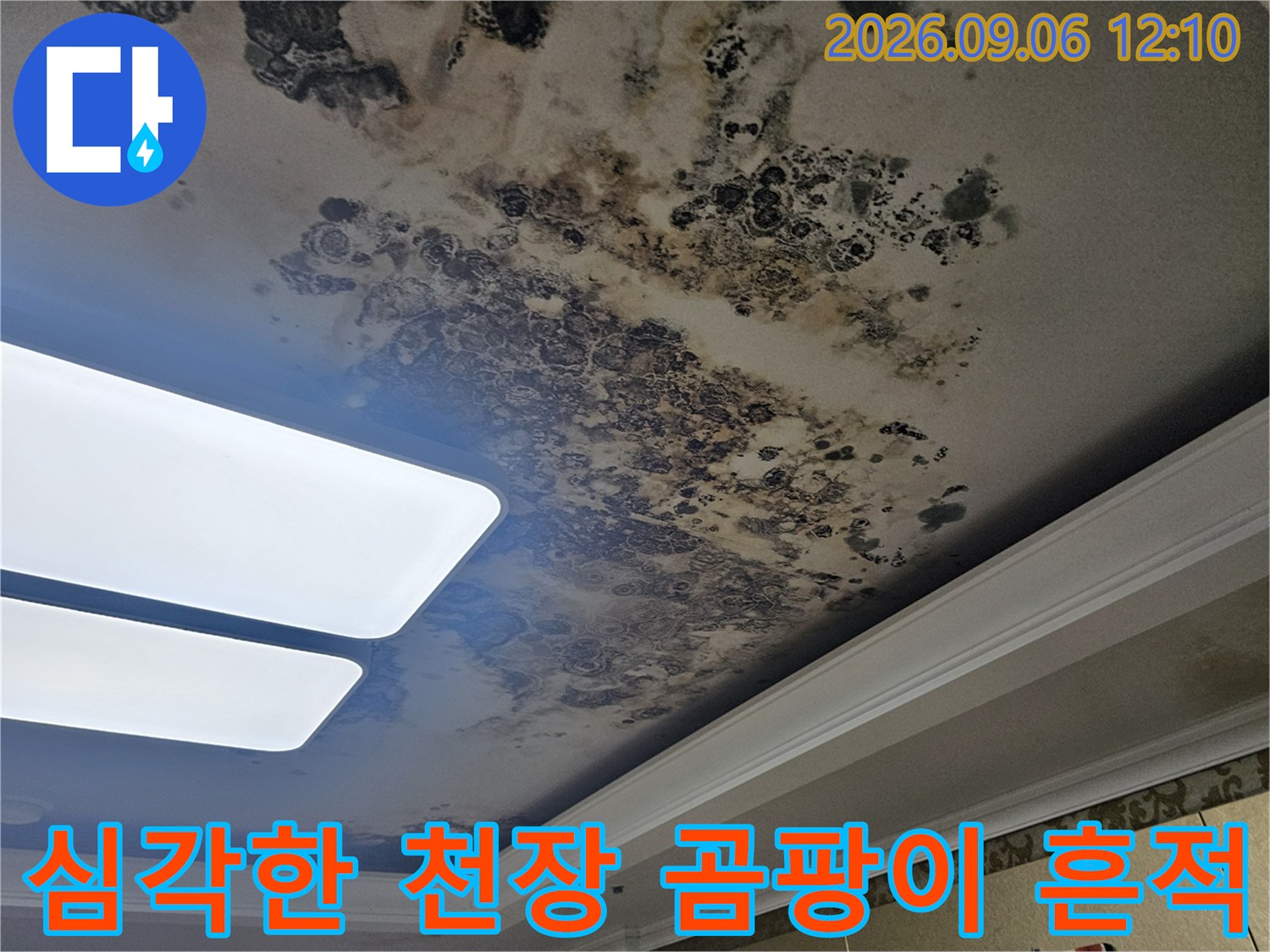 아파트 거실 천장의 광범위한 수분 오염과 곰팡이 발생 사진