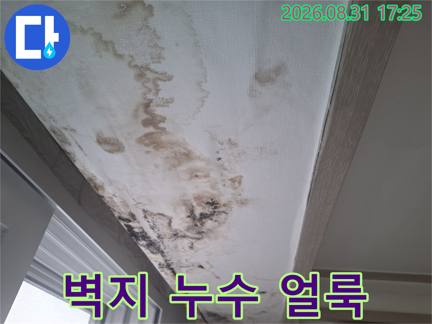 창가 쪽 천장 벽지에 넓게 퍼진 젖은 물 얼룩과 변색 부위