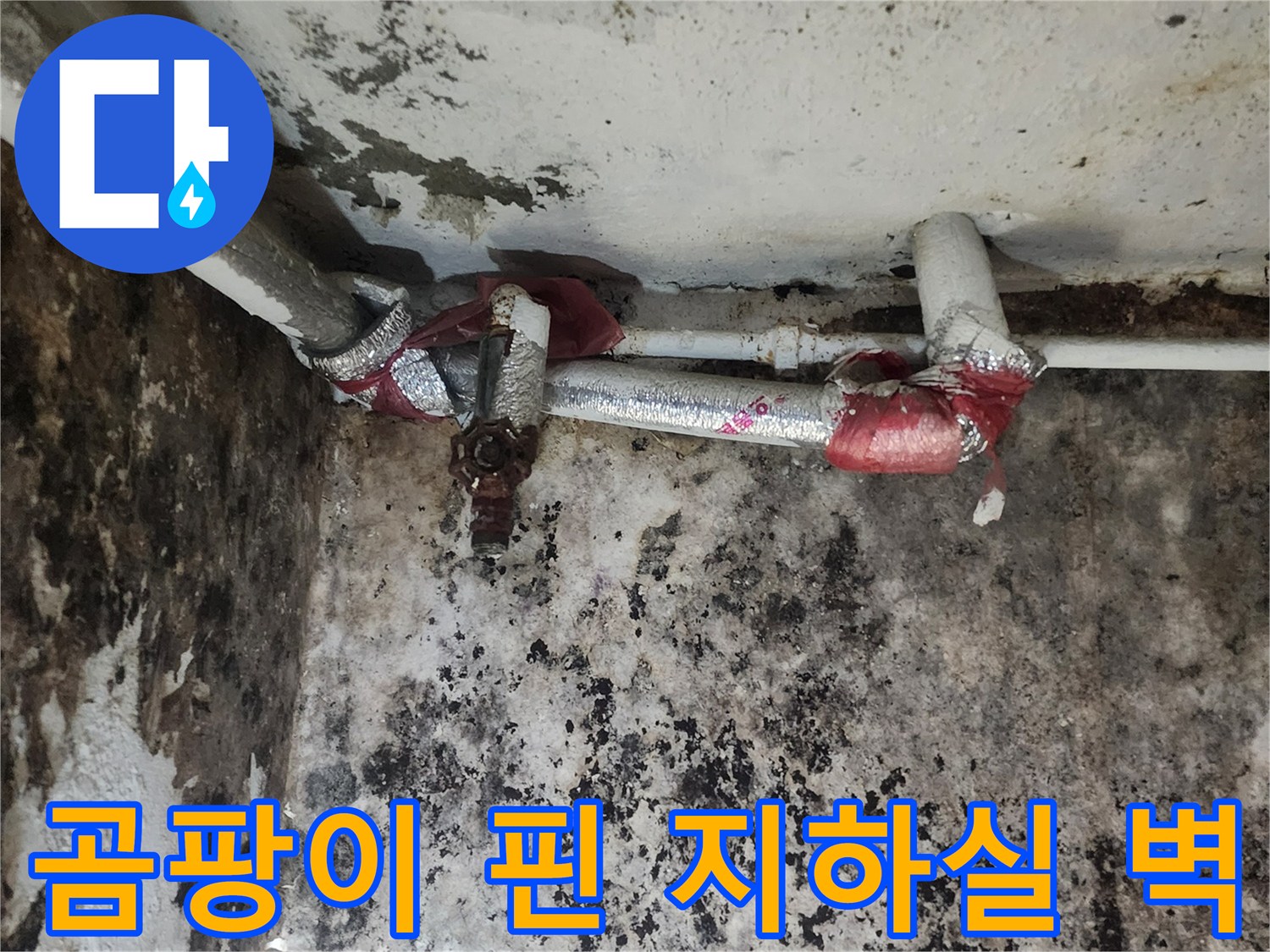 배관 주위로 넓게 퍼진 곰팡이와 노후된 배관 부속