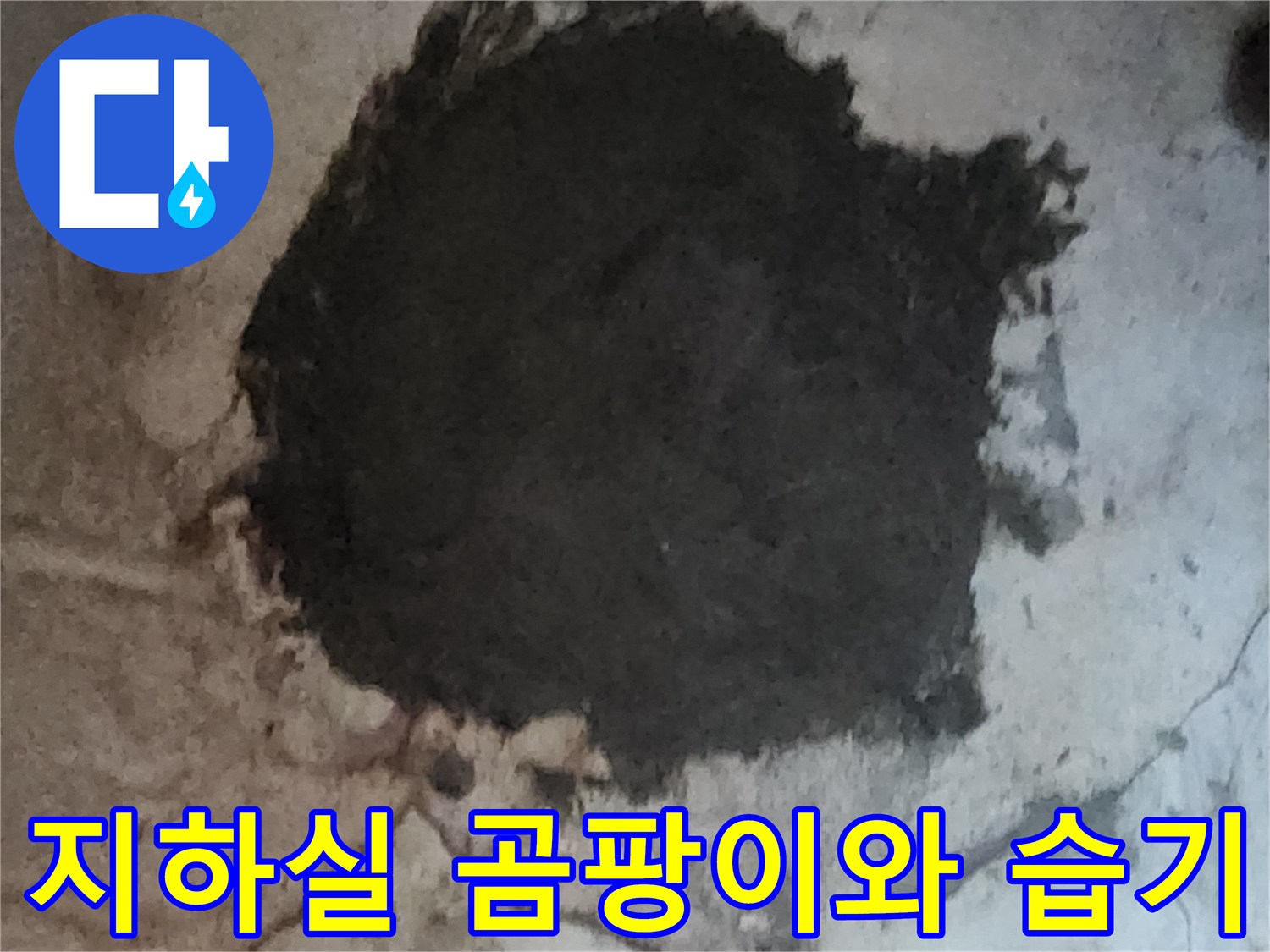 서초구 염곡동 지하실 벽면에 광범위하게 퍼진 곰팡이와 습기 상태