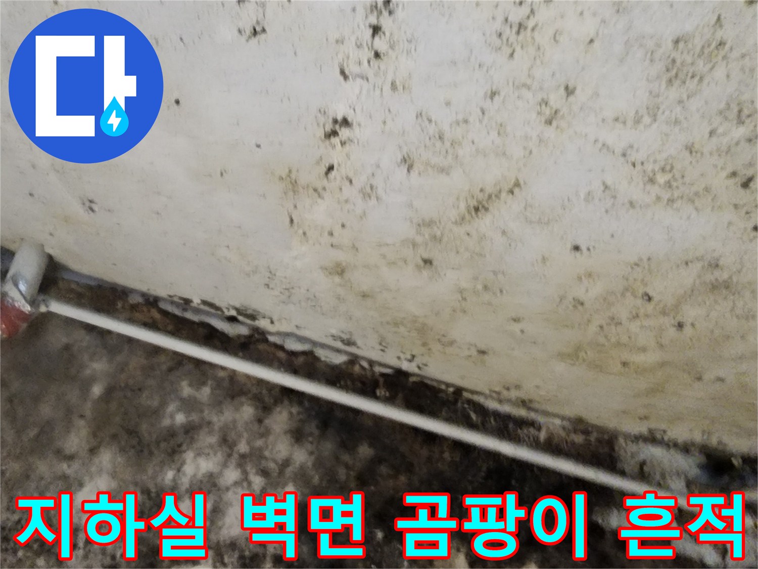 서초구 염곡동 지하실-벽면의 광범위한 곰팡이와 습기 오염 상태