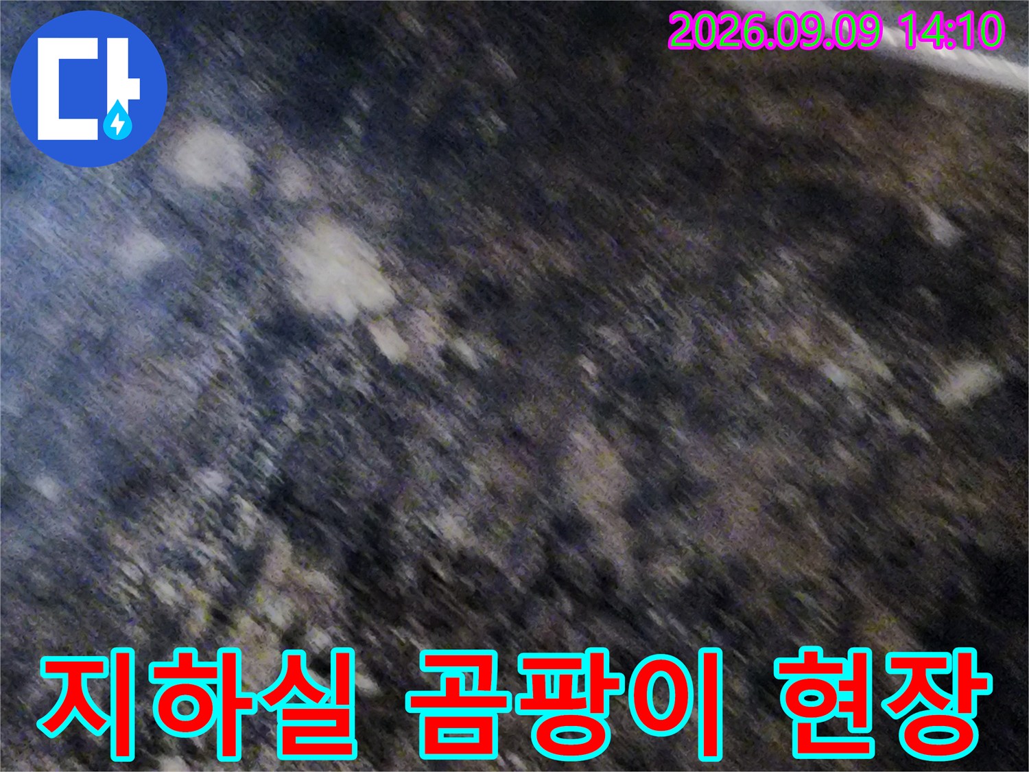 서초구 염곡동 지하실 천장의 심한 곰팡이와 습기 상태