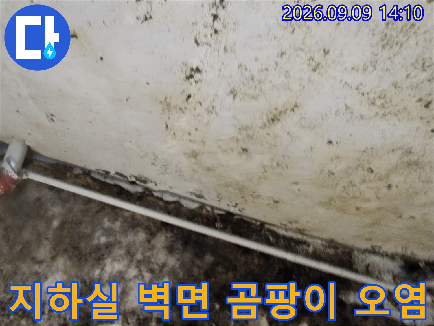 습기가 가득한 지하실 천장 구석의 곰팡이 상태